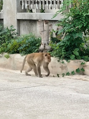 Watch out for monkeys at Khao Takiab